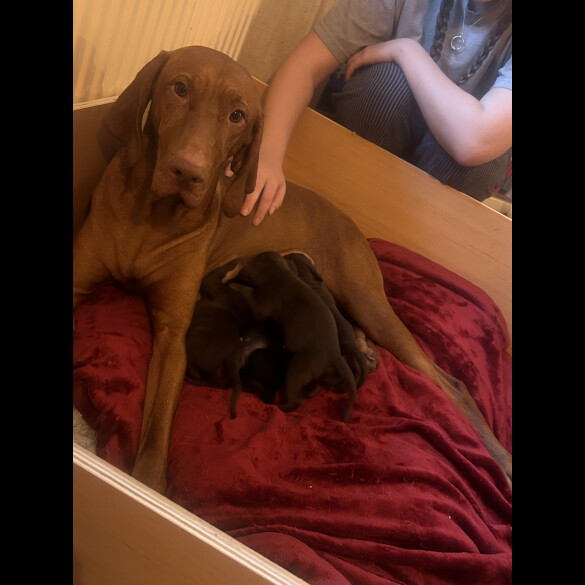 Hungarian Vizsla - Both