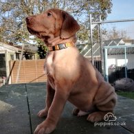 Hungarian Vizsla - Both