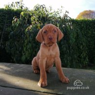 Hungarian Vizsla - Both