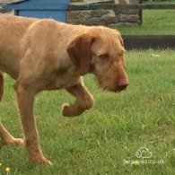 Hungarian Vizsla - Both