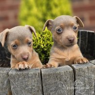 Jack Russell - Both