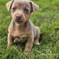 Jack Russell - Both