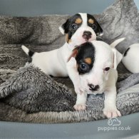 Jack Russell - Dogs