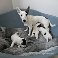 Jack Russell - Dogs