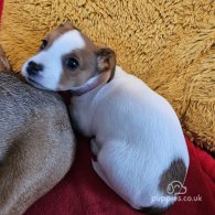 Jack Russell - Dogs