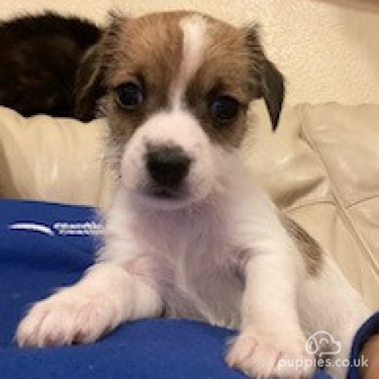 Long haired jack russell puppies for sale near me best sale