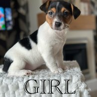 Jack Russell - Both