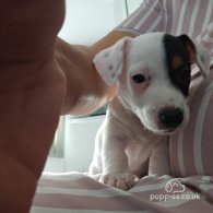 Jack Russell - Dogs