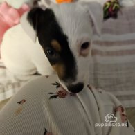 Jack Russell - Dogs