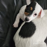 Jack Russell - Dogs