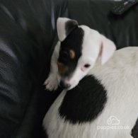 Jack Russell - Dogs