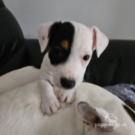 Jack Russell - Dogs