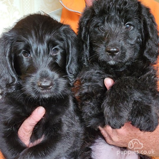 Labradoodle - Both