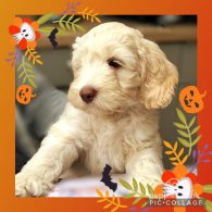 Labradoodle - Dogs