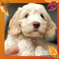 Labradoodle - Dogs