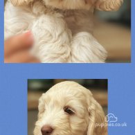 Labradoodle - Dogs