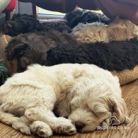 Labradoodle - Dogs