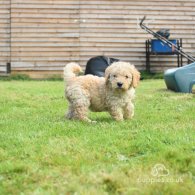 Labradoodle - Both