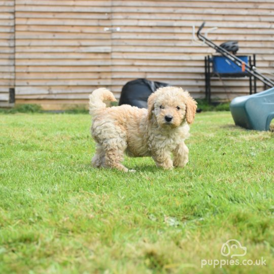 Labradoodle - Both