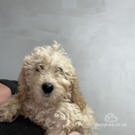 Labradoodle - Both