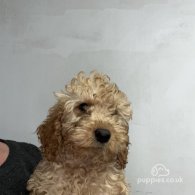 Labradoodle - Both