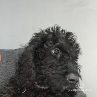 Labradoodle - Both