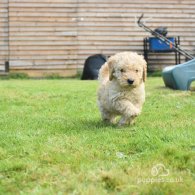 Labradoodle - Both