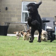 Labradoodle - Both