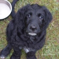 Labradoodle - Both