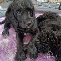 Labradoodle - Both