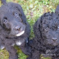 Labradoodle - Both