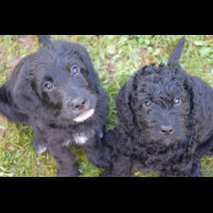 Labradoodle - Both