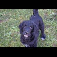 Labradoodle - Both