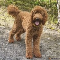 Labradoodle - Both