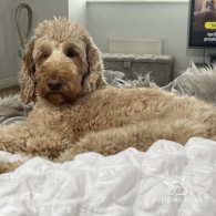 Labradoodle - Both