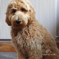 Labradoodle - Both