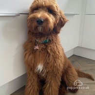 Labradoodle - Both