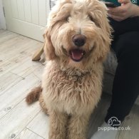 Labradoodle - Both