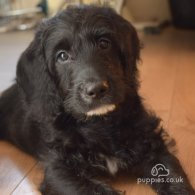 Labradoodle - Both