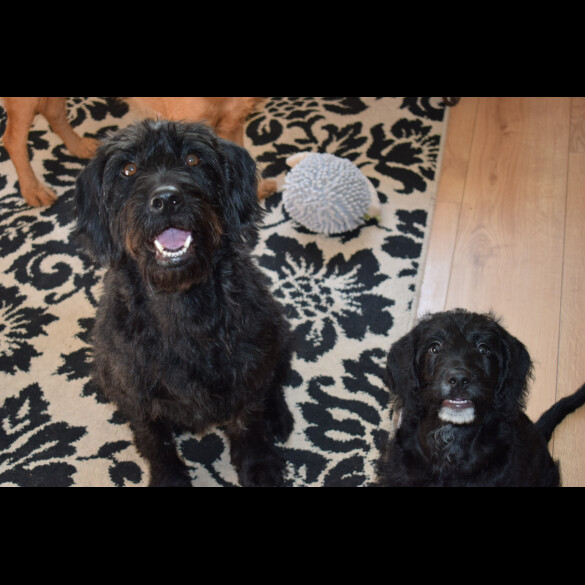 Labradoodle - Both