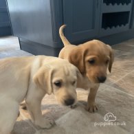 Labrador Retriever - Both