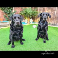 Labrador Retriever - Both