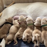 Labrador Retriever - Both