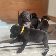 Labrador Retriever - Both