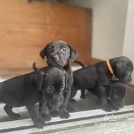 Labrador Retriever - Both