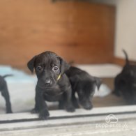 Labrador Retriever - Both