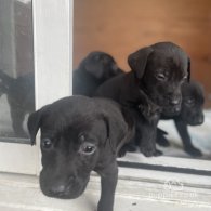 Labrador Retriever - Both