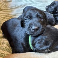 Labrador Retriever - Both