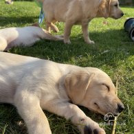 Labrador Retriever - Both