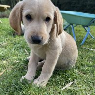 Labrador Retriever - Both